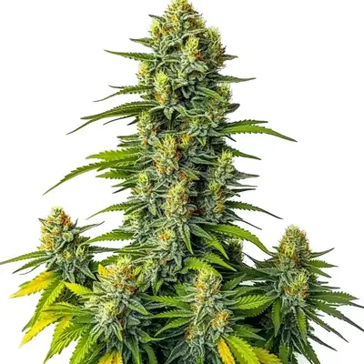 Auto Mamba Negra cannabis seeds