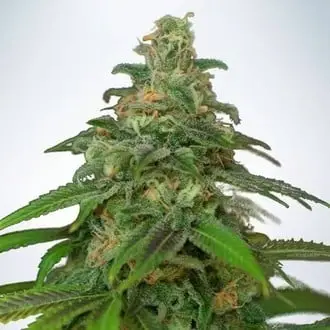 Auto Mandarin Haze cannabis seeds by Ministry of Cannabis
