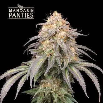 Auto Mandarin Panties cannabis seeds