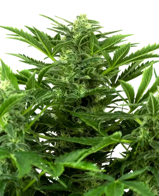 Auto Mandarin Punch cannabis seeds