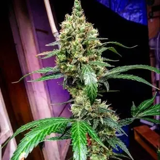 Auto Mandarine Dream XL cannabis seeds