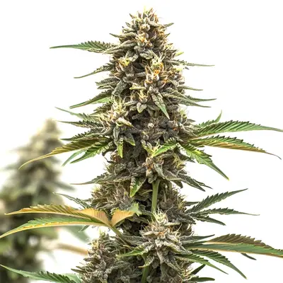 Auto Mandarine cannabis seeds by Blimburn Seeds