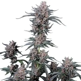 Auto Mango Cherry Runtz cannabis seeds