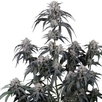 Auto Mango Frost cannabis seeds