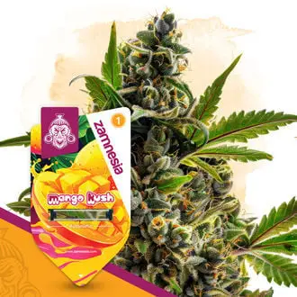 Auto Mango Kush cannabis seeds by Zamnesia Seeds