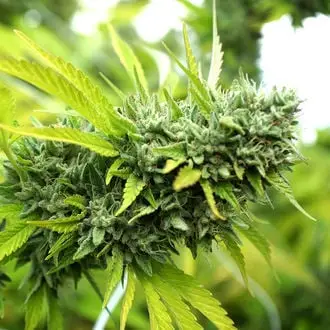Auto Mango OG cannabis seeds by Humboldt Seed Organization