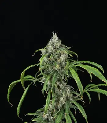 Auto Mango Sky cannabis seeds