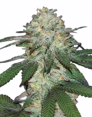 Auto Mango cannabis seeds