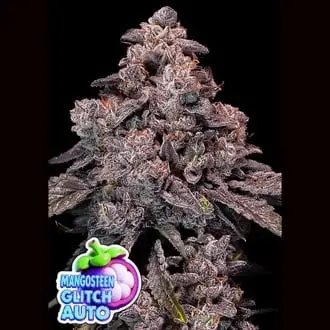Auto Mangosteen Glitch cannabis seeds