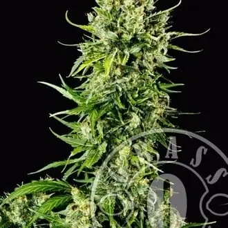 Auto Mass cannabis seeds by Grass-O-Matic