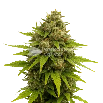 Auto Maui Waui cannabis seeds