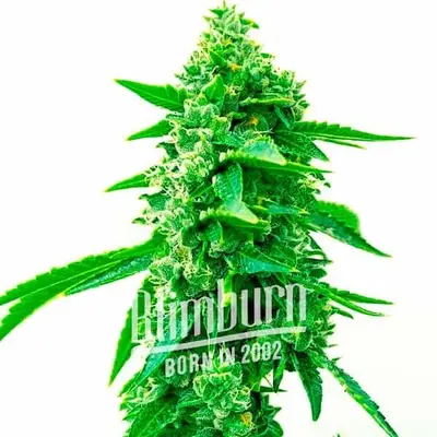 Auto Maxigom cannabis seeds by Blimburn Seeds