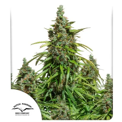 Auto Mazar cannabis seeds