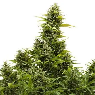 Auto Medikit cannabis seeds by Buddha Seeds