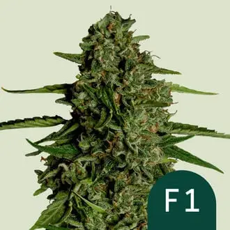 Auto Medusa F1 cannabis seeds by Royal Queen Seeds