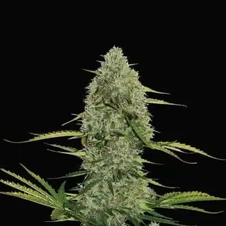Auto Mega Power Plant cannabis seeds by Spliff Seeds
