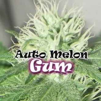 Auto Melon Gum cannabis seeds by Dr. Underground