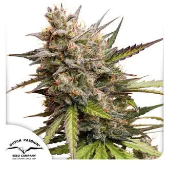Auto Melonade Runtz cannabis seeds by Dutch Passion