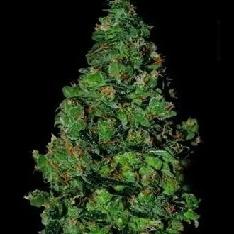Auto Membrana Hiper cannabis seeds by VIP Seeds