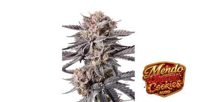 Auto Mendo Cherry Cookies cannabis seeds