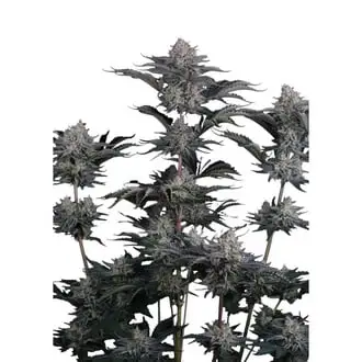 Auto Mendo Guava cannabis seeds