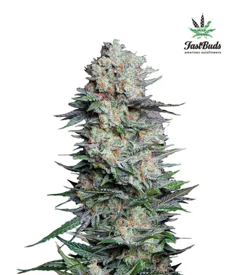 Auto Mexican Airlines cannabis seeds
