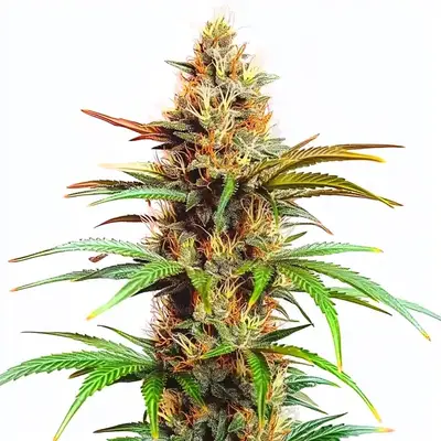 Auto Mexican Red Hair cannabis seeds
