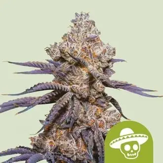Auto Mexican Rush cannabis seeds by Royal Queen Seeds