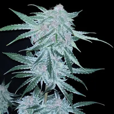 Auto Midnight Bessie cannabis seeds