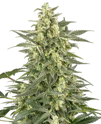 Auto Mighty Dwarf cannabis seeds