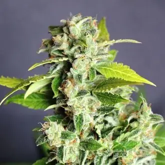 Auto Mikromachine cannabis seeds