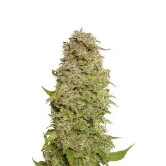 Auto Milkshake Kush cannabis seeds by Amsterdam Genetics