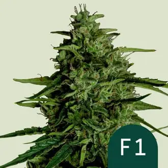Auto Milky Way F1 cannabis seeds