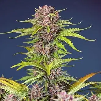 Auto Mimosa Bruce Banner XL cannabis seeds