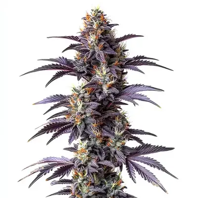 Auto Mimosa Cake cannabis seeds by Blimburn Seeds