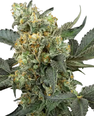 Auto Mimosa Sunrise XXL cannabis seeds