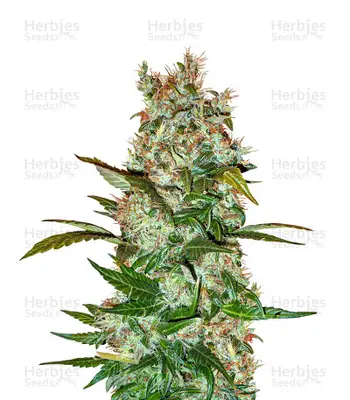 Auto Mimosa x Orange Punch cannabis seeds