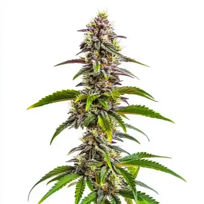 Auto Mimosa x Wedding Cake cannabis seeds by Blimburn Seeds