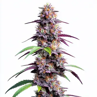 Auto Mimosa XXL cannabis seeds by Blimburn Seeds
