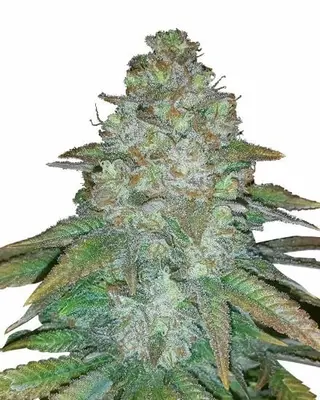 Auto Mimosa cannabis seeds