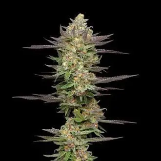 Auto Mint Jelly cannabis seeds by Humboldt Seed Company