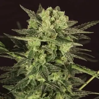 AUTO MK-Ultra® Kush cannabis seeds