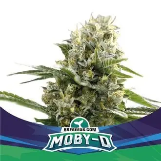 Auto Moby-D XXL cannabis seeds by BSF Seeds