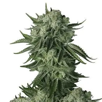 Auto Moby Dick Original cannabis seeds by Fastbuds