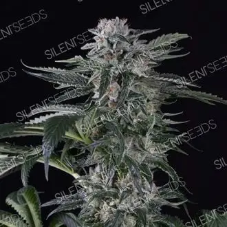 Auto Moby Dick cannabis seeds by Silent Seeds