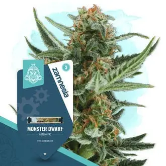 Auto Monster Dwarf cannabis seeds by Zamnesia Seeds