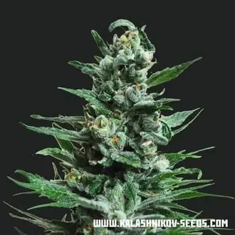 Auto Moscow Blueberry cannabis seeds by Kalashnikov Seeds