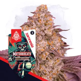 Auto Motorbreath cannabis seeds by Zamnesia Seeds