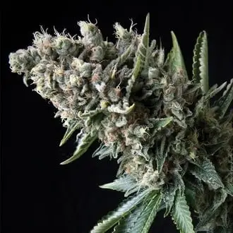 Auto Nefertiti cannabis seeds by Pyramid Seeds