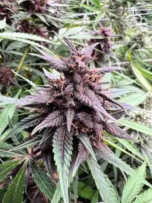 Auto Neon Gummyz cannabis seeds